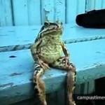 frog-sits-like-a-man