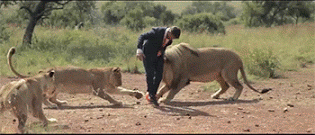 playing-football-with-lions-gif-4