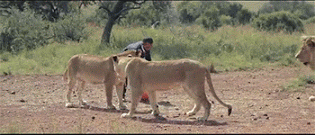 playing-football-with-lions-gif-3