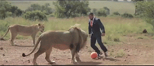 Training Lions with a Soccer Ball