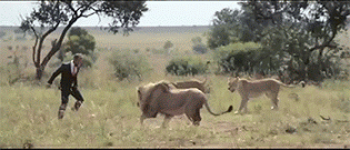 playing-football-with-lions-gif-2