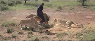 playing-football-with-lions-gif-6