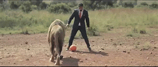 playing-football-with-lions-gif-5
