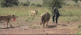playing-football-with-lions-gif-7
