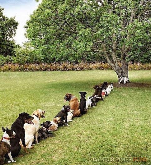 animals bathroom queue animals-bathroom-queue