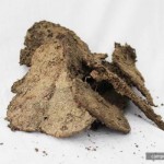 Dried-Cow-Dung