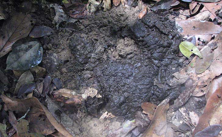 Freshly-Dumped-Viscious-Buffalo-Dung-in-Leaves