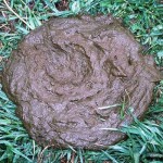Freshly-Dumped-Wet-Cow-Dung-in-Grass