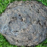 Semi-Dried-Cow-Dung-Dumped-in-Grass