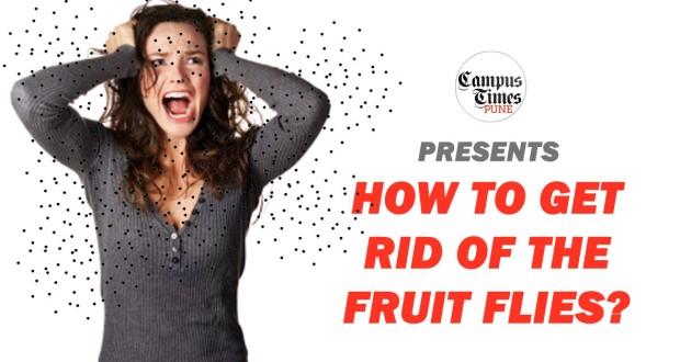 how-to-kill-fruit-flies