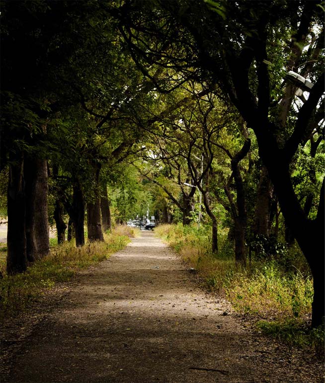 Lush-Greenery-in-ILS-College-Pune-Campus