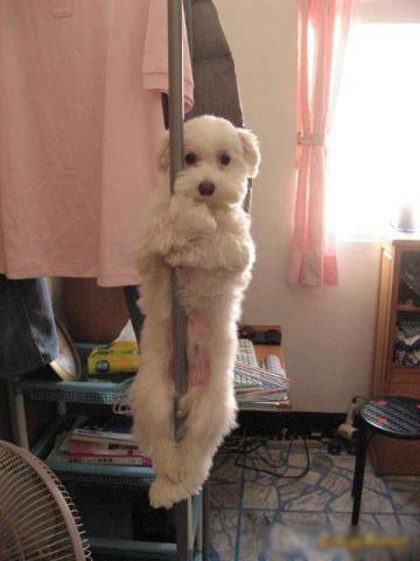 Dog-stuck-on-a-pole