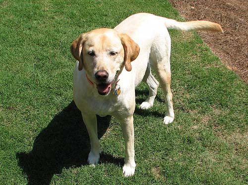 golden-labrador-in-garden